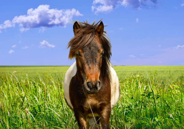 Pony horse head with yellow meadow and blue sky