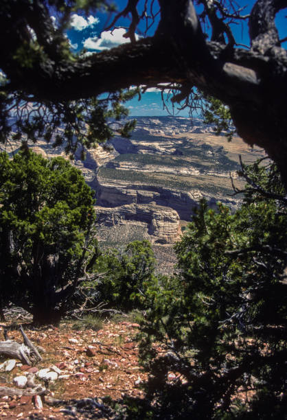 istock Dinosaur National Monument-Canyon Country Vertical Framed by Tree-1986 1164759944
