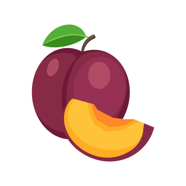 plum isolated on white background. Vector illustration. plum isolated on white background. Vector illustration. Eps 10. plum stock illustrations
