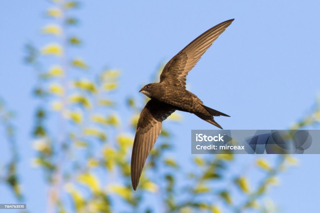 Swift Fly Common Swift In Flight Stock Photo - Download Image Now - Swift - Bird ...