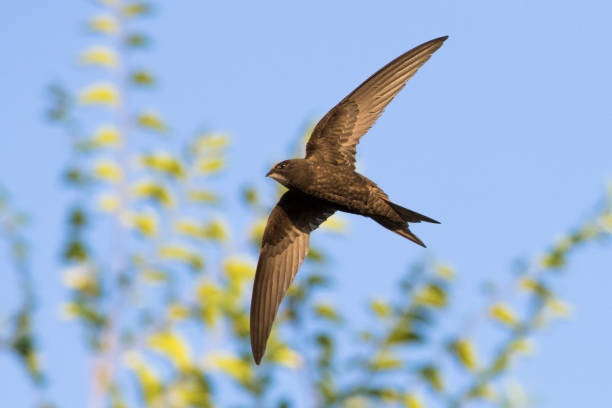common swift in flight stock photo