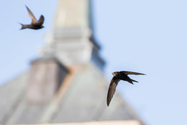 Swift Flight Pattern 570+ Common Swift Stock Photos, Pictures & Royalty-Free Images - iStock