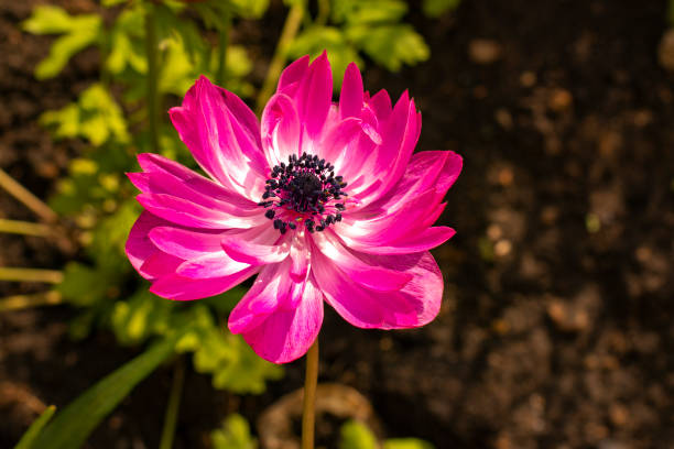 anemone st brigid double flowering the admiral. - poppy flower petal stamen imagens e fotografias de stock