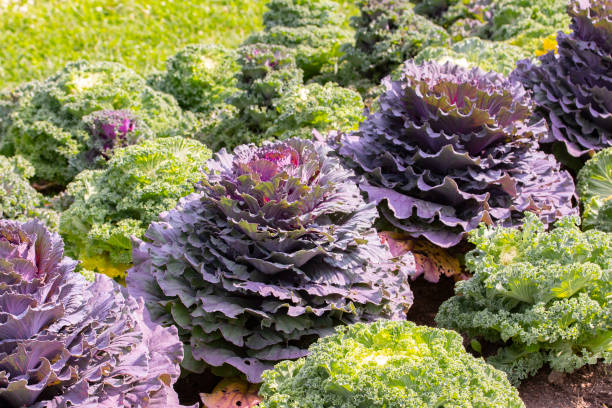 istock Varietal cabbage grows in the garden in even rows. Purple sheet cabbage curly green 1164764407