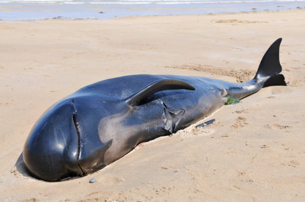 istock Twelve pilot whales die after beaching at Donegal, Ireland. 1164764939