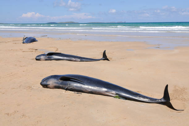 Twelve pilot whales die after beaching at Donegal, Ireland. Falcarragh Strand, Donegal, Ireland. 8 Jul 2014 - Three pilot whales lie dying on a beach after deliberately beaching with 9 others. They had originally been rescued, but beached a second time. globicephala macrorhynchus stock pictures, royalty-free photos & images