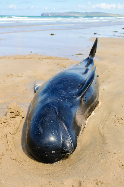 Twelve pilot whales die after beaching at Donegal, Ireland. A pilot whale lies dying on a beach after deliberately beaching with 11 others. They had originally been rescued, but beached a second time. globicephala macrorhynchus stock pictures, royalty-free photos & images
