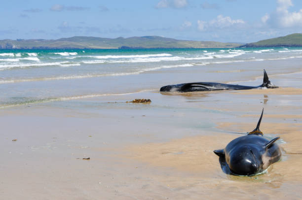 Twelve pilot whales die after beaching at Donegal, Ireland. Falcarragh Strand, Donegal, Ireland. 8 Jul 2014 - Two pilot whales lie dying on a beach after deliberately beaching with 10 others. They had originally been rescued, but beached a second time. globicephala macrorhynchus stock pictures, royalty-free photos & images
