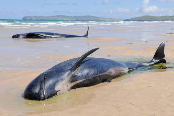 Twelve pilot whales die after beaching at Donegal, Ireland. Falcarragh Strand, Donegal, Ireland. 8 Jul 2014 - Two pilot whales lie dying on a beach after deliberately beaching with 10 others. They had originally been rescued, but beached a second time. cetacea stock pictures, royalty-free photos & images