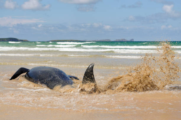 Twelve pilot whales die after beaching at Donegal, Ireland. Falcarragh Strand, Donegal, Ireland. 8 Jul 2014 - A pilot whale thrashes about in its death throes.  Within two minutes, it had died. globicephala macrorhynchus stock pictures, royalty-free photos & images