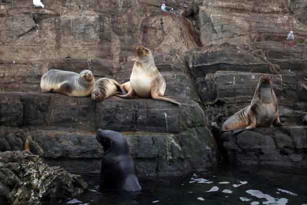 Sea Wolves in the Beagle Channel