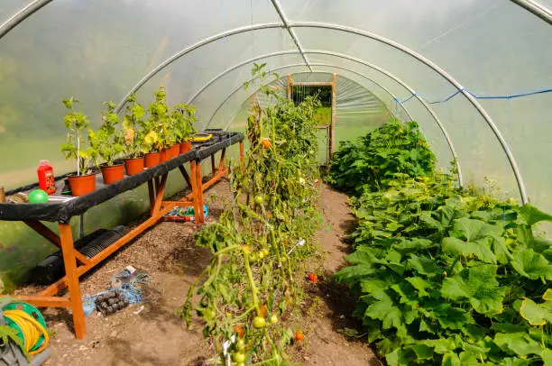 Tomatoes, chillis and courgettes growing in a poly-tunnel greenhouse