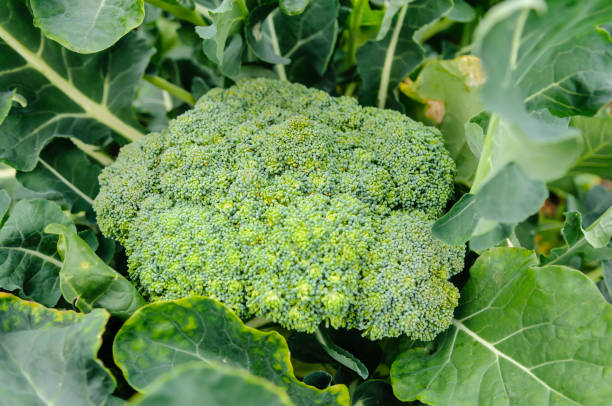 istock Large head of broccoli ready to pick 1164765945