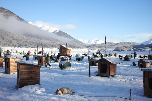 Ushuaia, Tierra del Fuego - July 2019: Siberian Husky sleeping in the snow along with the other dogs in the Cotorras winter center in Ushuaia, Tierra del Fuego