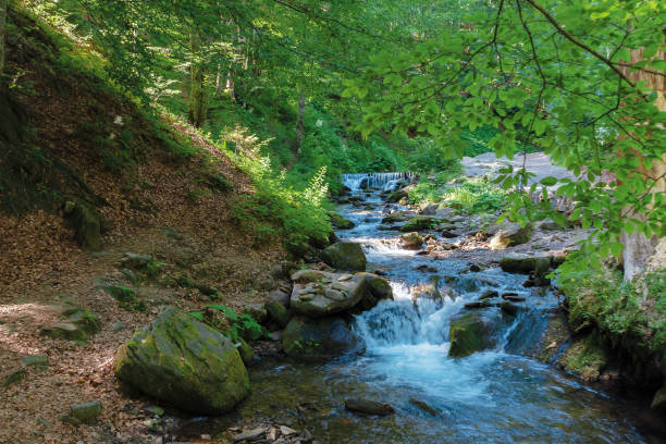istock brook among the rock in summer forest 1164766589