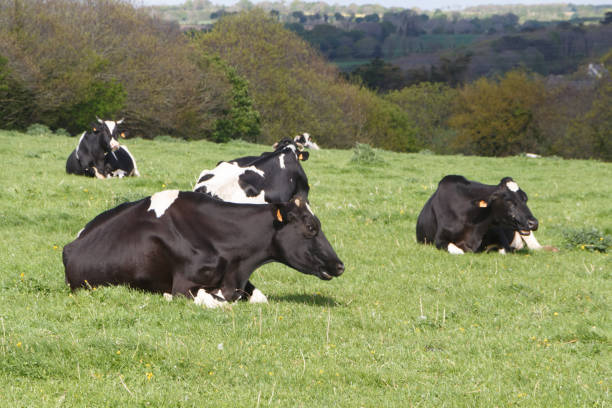 istock Holstein cows in a field in Brittany 1164767382