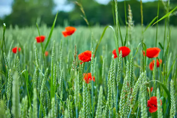 Image of wild poppies in a grain field. Shallow depth of filed.