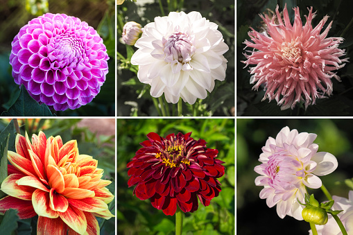 Collage from different pictures of autumn flowers dahlias.