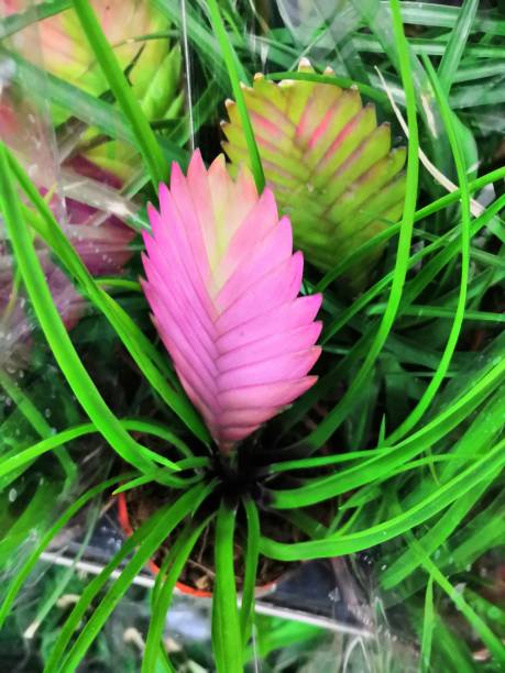 Pink Quill Plant, Tillandsia cyanea, Tillandsia lindenii. stock photo