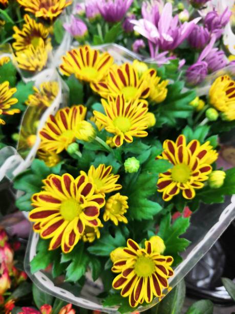 istock Bright Beautiful Blooms. Nature summer colors, really blooms 1164768800