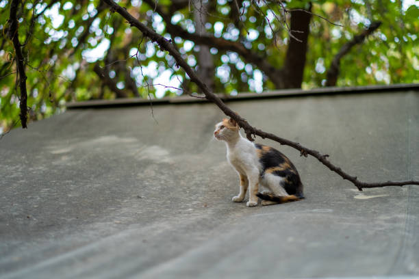 istock Undomestic cats in Athens, Greece 1164773136