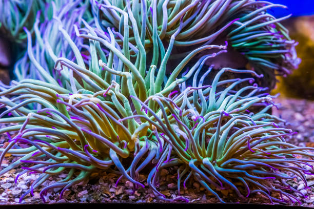 nahaufnahme einer mittelmeerschlangenschleusen seeanemone, häufige wirbellose spezie aus dem mittelmeer, meereslebewesen hintergrund - tentacled sea anemone stock-fotos und bilder