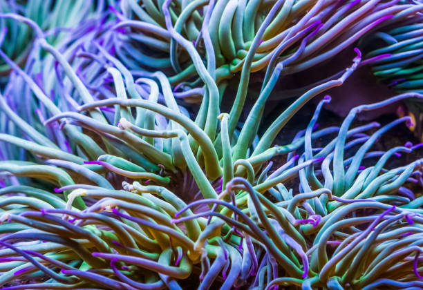 makronahaufnahme der tentakel einer mittelmeer-schlangenschlösser seeanemone, gemeinsame tropische wirbellose art, meereslebewesen hintergrund - tentacled sea anemone stock-fotos und bilder