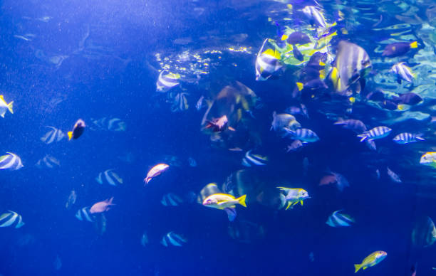 istock Aquarium background with many different tropical fish species 1164781501