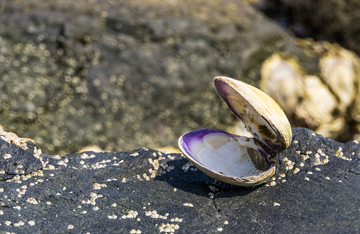 opened seashell in closeup, Beach background, the house of a mollusc, marine life animals