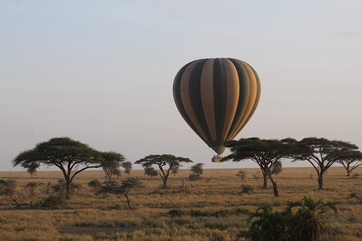 Hot air balloons over the Serengeti with acacia trees