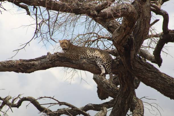istock Leopard stare in Serengeti 1164783295