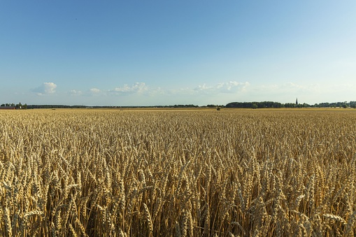 Gorgeous view of wheat field on blue sky background. Nice nature landscape.