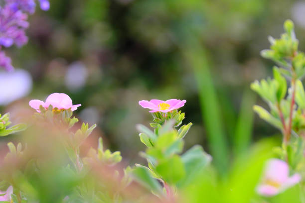 Pink flower cinquefoil grows on a branch with blurred foreground and background.
