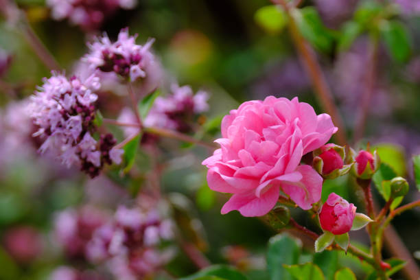 pink rose grows on a branch close-up stock photo