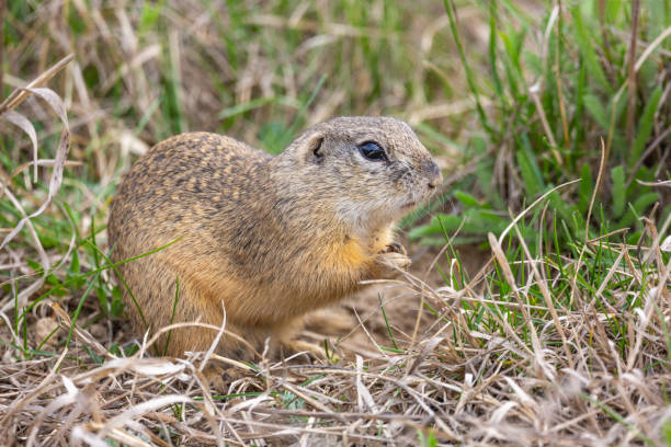 istock European ground squirrel in its natural environment 1164786188