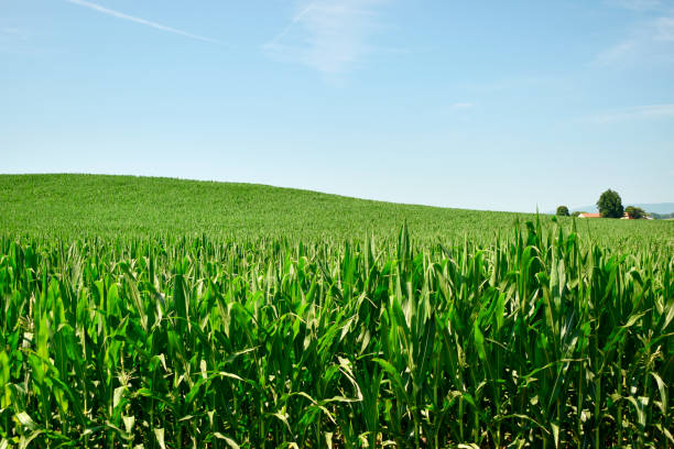 istock Cornfield Landscape Under Sunny Blue Skies 1164786341