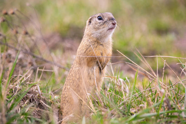 istock European ground squirrel in its natural environment standing 1164786359