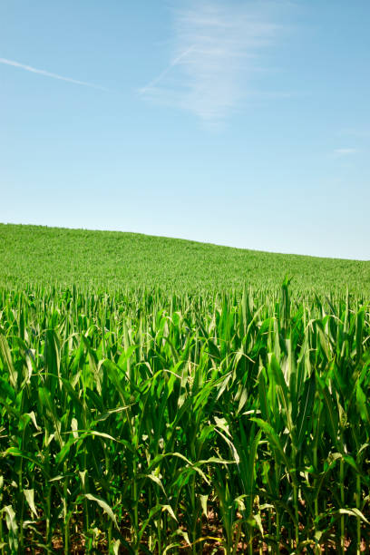 istock Corn Stalks Grow Under Blue Skies 1164786389