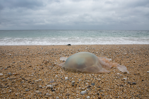 A stranded or beached Barrel Jellyfish washed up on a Cornwall beach in an environmental pollution image with copy space