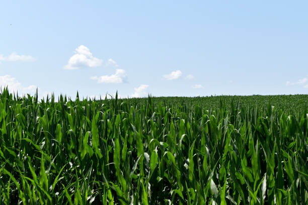 istock Corn Stalks Grow Under Blue Skies 1164786432
