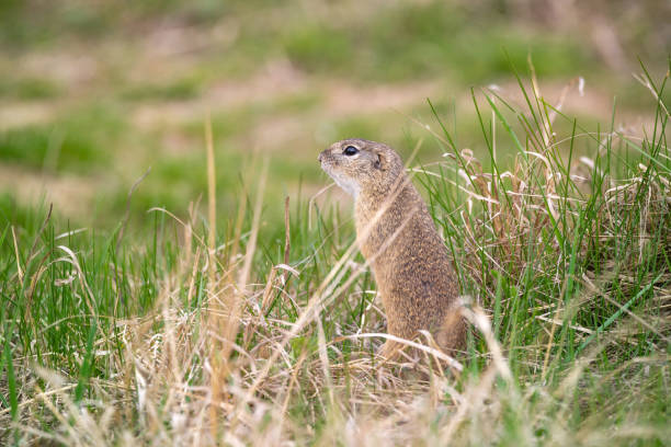 istock European ground squirrel in its natural environment standing 1164786536