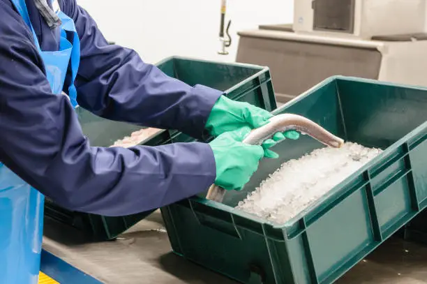 Photo of A man prepares and packs eels using ice at an eel fishery and processing plant.