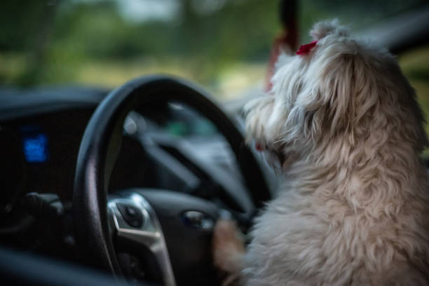istock The dog in the car 1164789685