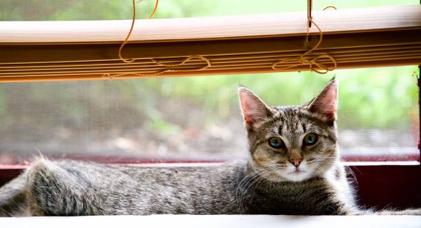 istock Pretty Kitty Sitting in a Window on a Sunny Day 1164790963