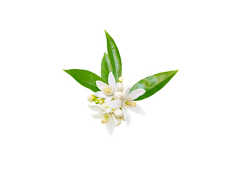 Orange tree or neroli white fragrant flowers, buds and leaves