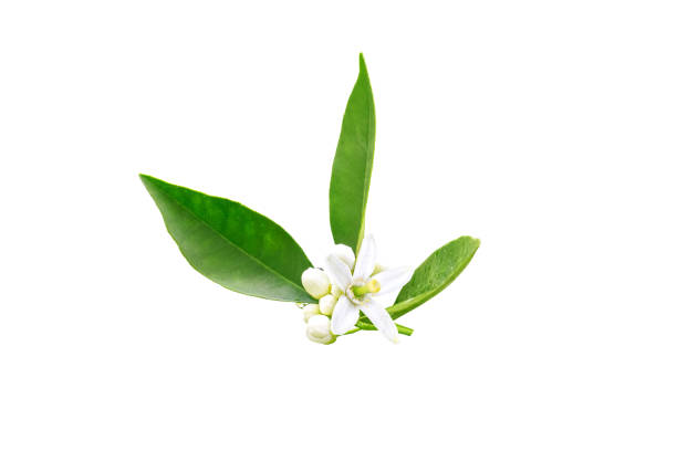 istock Neroli flowers and buds and green foliage 1164792029