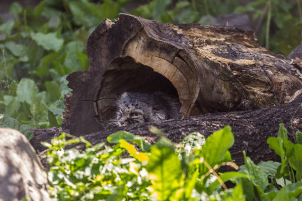 el gato de pallas (manul) escondido en el hueco del árbol en la hierba. gato salvaje en el zoológico. animales de asia central. - tree hole bark brown fotografías e imágenes de stock