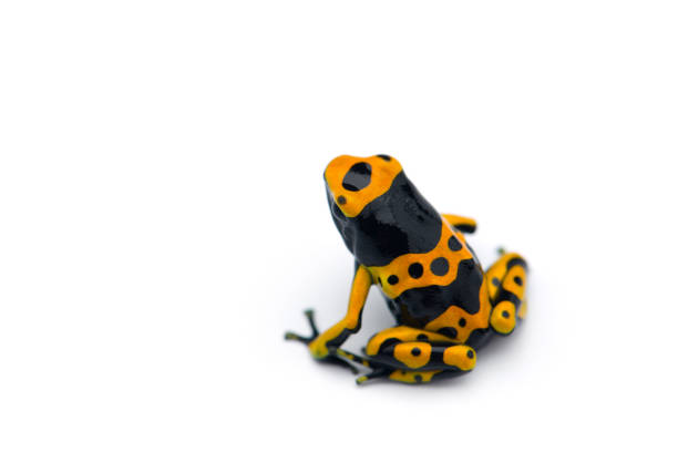 istock The yellow-banded poison dart frog isolated on white background 1164795820