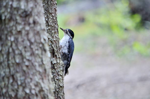 istock Black-Backed Woodpeckers 1164796690