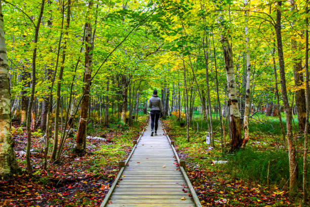 escursionista donna su jesup trail in autunno - parco nazionale acadia foto e immagini stock